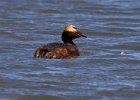 HornGrebe-0021.jpg