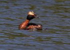 HornGrebe-0022.jpg