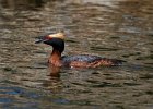 HornGrebe-0023.jpg