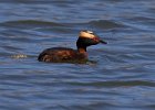 HornGrebe-0024.jpg