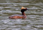 HornGrebe-0026.jpg