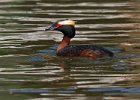 HornGrebe-0027.jpg