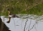 PiedGrebe-0005.jpg