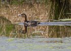 PiedGrebe-0006.jpg