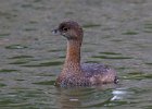 PiedGrebe-0011.jpg