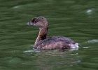 PiedGrebe-0012.jpg