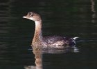 PiedGrebe-0013.jpg