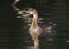 PiedGrebe-0015.jpg