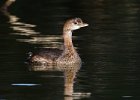 PiedGrebe-0016.jpg