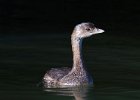 PiedGrebe-0017.jpg