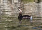 PiedGrebe-0018.jpg