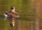 PiedGrebe-0020.jpg