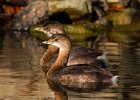 PiedGrebe-0022.jpg