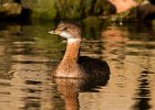 PiedGrebe-0023.jpg