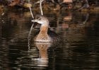 PiedGrebe-0024.jpg