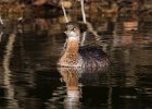 PiedGrebe-0025.jpg