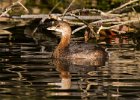 PiedGrebe-0026.jpg