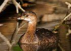 PiedGrebe-0027.jpg