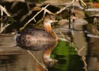 PiedGrebe-0030.jpg