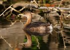 PiedGrebe-0034.jpg