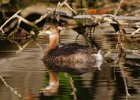 PiedGrebe-0035.jpg