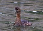 PiedGrebe-0037.jpg