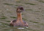 PiedGrebe-0039.jpg