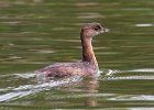 PiedGrebe-0040.jpg