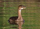 PiedGrebe-0044.jpg