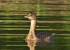 PiedGrebe-0049.jpg