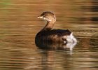 PiedGrebe-0054.jpg