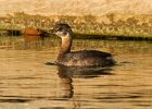 PiedGrebe-0058.jpg