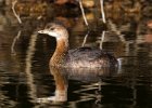 PiedGrebe-0062.jpg