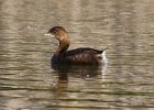 PiedGrebe-0063.jpg