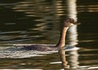 PiedGrebe-0064.jpg