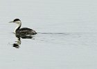 WestGrebe-0001.jpg