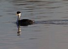 WestGrebe-0002.jpg