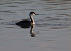 WestGrebe-0003.jpg