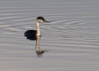 WestGrebe-0004.jpg