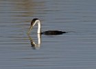 WestGrebe-0005.jpg