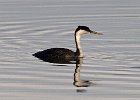 WestGrebe-0006.jpg