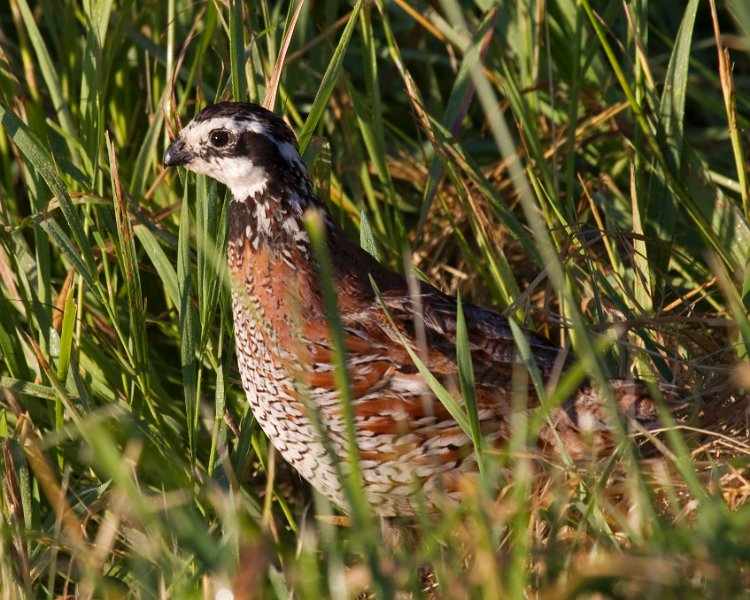 Bobwhite-0001