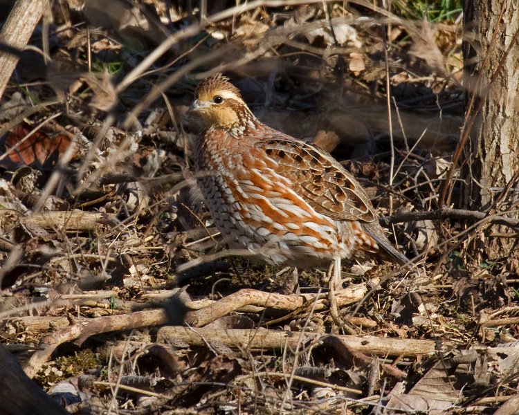 Bobwhite-0003