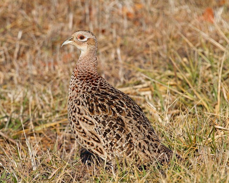 Pheasant-0005