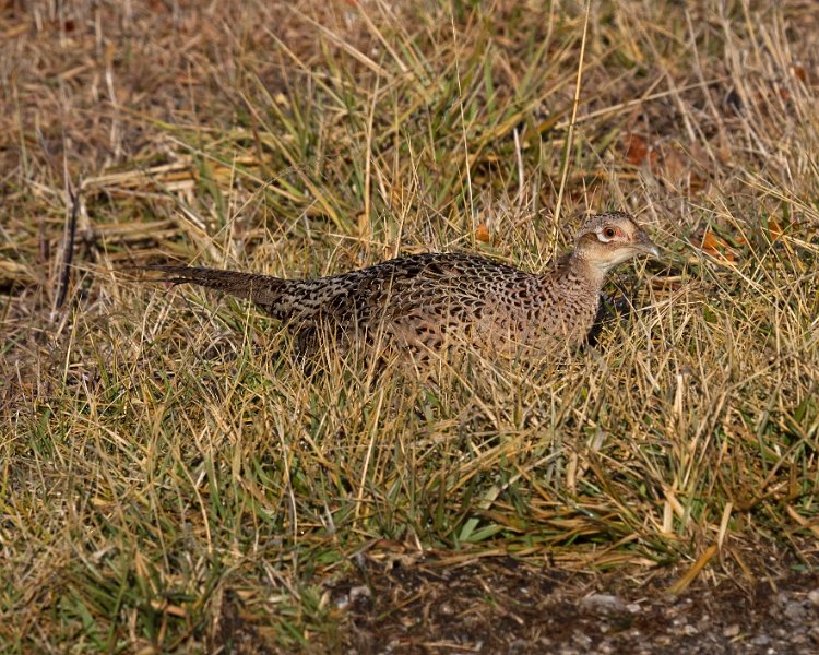 Pheasant-0006