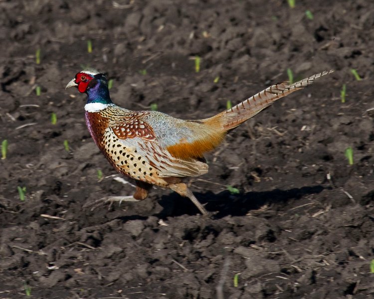 Pheasant-0011