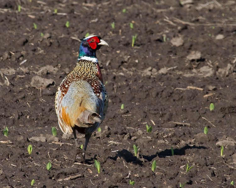 Pheasant-0013