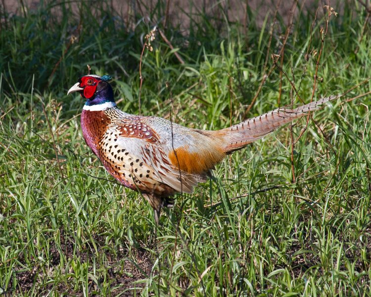 Pheasant-0015