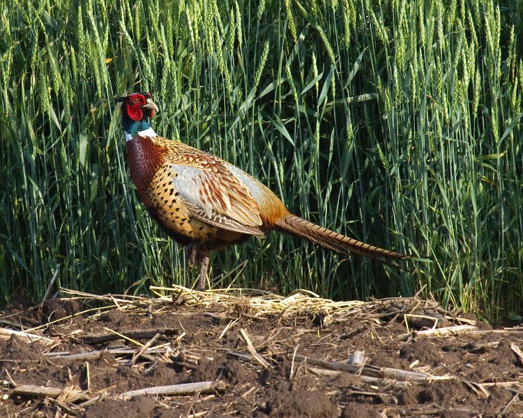 Pheasant-0017