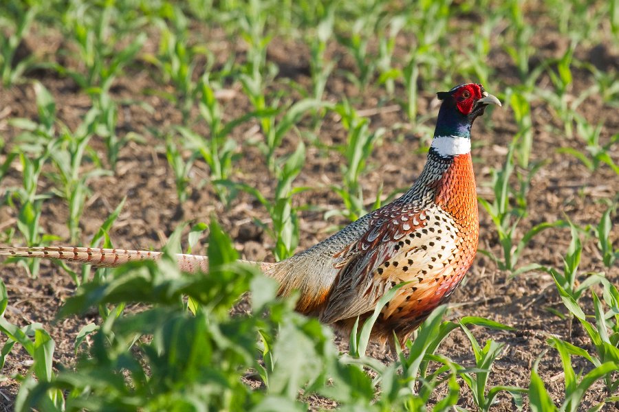 Pheasant-0019